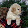 Image of Arctic, a Golden Retriever puppy