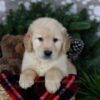 Image of Arctic, a Golden Retriever puppy