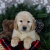 Image of Arctic, a Golden Retriever puppy