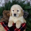 Image of Arctic, a Golden Retriever puppy