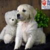 Image of Bailey, a Golden Retriever puppy