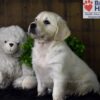 Image of Bailey, a Golden Retriever puppy