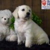 Image of Bailey, a Golden Retriever puppy