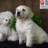 Image of Bailey, a Golden Retriever puppy