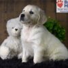 Image of Bailey, a Golden Retriever puppy