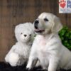 Image of Bailey, a Golden Retriever puppy