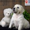 Image of Bailey, a Golden Retriever puppy