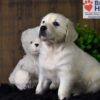 Image of Bailey, a Golden Retriever puppy