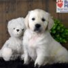 Image of Bailey, a Golden Retriever puppy