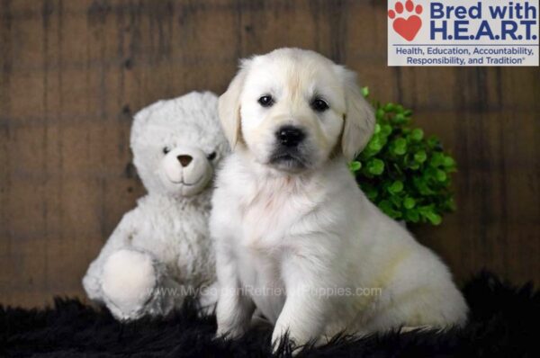 Image of Bailey, a Golden Retriever puppy