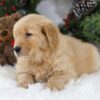 Image of Bella, a Golden Retriever puppy