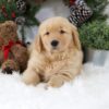 Image of Bella, a Golden Retriever puppy