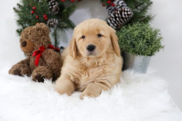 Image of Bella, a Golden Retriever puppy