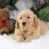 Image of Bella, a Golden Retriever puppy