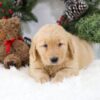 Image of Bella, a Golden Retriever puppy