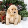 Image of Bella, a Golden Retriever puppy