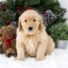 Image of Bella, a Golden Retriever puppy