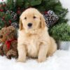 Image of Bella, a Golden Retriever puppy