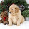 Image of Bella, a Golden Retriever puppy