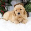 Image of Bella, a Golden Retriever puppy