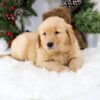 Image of Bella, a Golden Retriever puppy