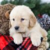 Image of Blaire, a Golden Retriever puppy