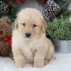 Image of Blaire, a Golden Retriever puppy