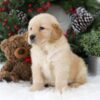 Image of Blaire, a Golden Retriever puppy