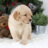 Image of Blaire, a Golden Retriever puppy