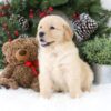 Image of Blaire, a Golden Retriever puppy