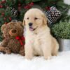 Image of Blaire, a Golden Retriever puppy