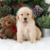 Image of Blaire, a Golden Retriever puppy