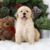 Image of Blaire, a Golden Retriever puppy