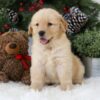 Image of Blaire, a Golden Retriever puppy