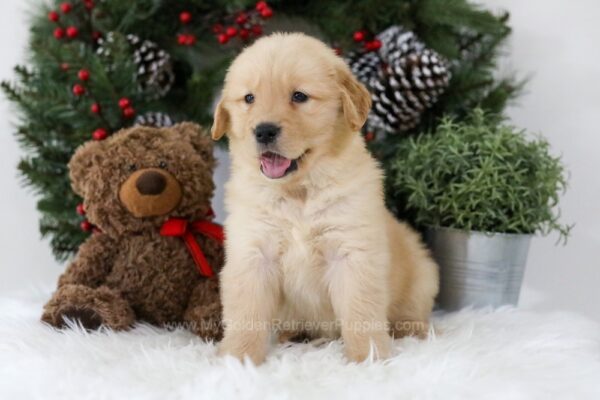 Image of Blaire, a Golden Retriever puppy