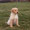 Image of Blake, a Golden Retriever puppy