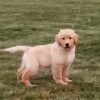 Image of Blake, a Golden Retriever puppy