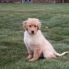 Image of Blake, a Golden Retriever puppy