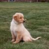 Image of Blake, a Golden Retriever puppy