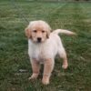 Image of Blake, a Golden Retriever puppy