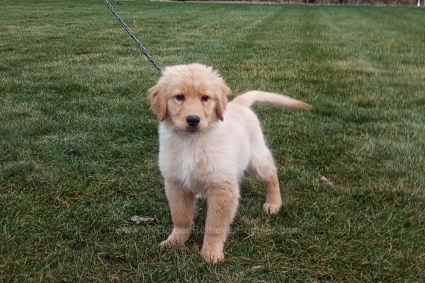 Image of Blake, a Golden Retriever puppy