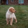 Image of Blake, a Golden Retriever puppy