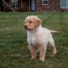 Image of Blake, a Golden Retriever puppy