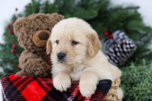 Image of Blake, a Golden Retriever puppy