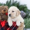 Image of Blaze, a Golden Retriever puppy