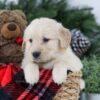 Image of Blaze, a Golden Retriever puppy