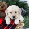 Image of Blaze, a Golden Retriever puppy