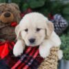 Image of Blaze, a Golden Retriever puppy