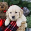 Image of Blaze, a Golden Retriever puppy