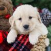 Image of Blaze, a Golden Retriever puppy